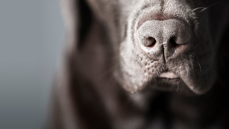 What Does It Mean If Your Dog Has a Dry Nose? Purina